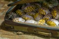Animal smuggling concept. Tortoise shells being smuggled in a battered suitcase