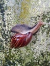 an animal snail that has an antenna on its head Royalty Free Stock Photo