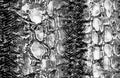 Animal snake skin and surface pattern