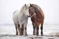 Animal snow nature winter horses