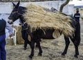 Animal soma donkey, mule, etc. Loaded Royalty Free Stock Photo