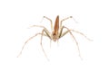 Animal spider Royalty Free Stock Photo