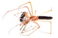 Animal spider fight Royalty Free Stock Photo