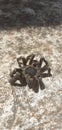 Animal spider insect hairy nature