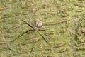 Animal spider on tree Royalty Free Stock Photo