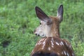 The animal a spotted deer looks warily away Royalty Free Stock Photo