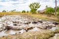 Animal stock in East Timor - Timor-Leste. Herd of cattle, zebu, buffaloes or cows in a field swims in a dirt, mud, hight water. Royalty Free Stock Photo