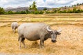 Animal stock in Southeast Asia. Two zebu, buffaloes or cows, cattle on a field. Village in rural East Timor - Timor-Leste.