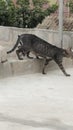 Animal street cat video