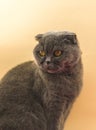 Animal in studio, scottish fold breed at peach backgroud, retro colors, postrait of beautiful cat, kitty