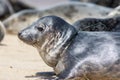 Animal suffering. Close-up of seal with fishing net line caught around its neck