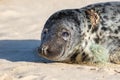 Animal suffering. Plastic beach and marine pollution. Seal caught in fishing line