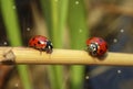 animal summer nature red spring beetle ladybug macro leaf insect. Generative AI.