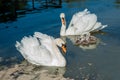 animal Swan family swims in the lake