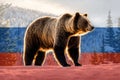 Animal symbol of Russia. Big Russian brown bear in the winter Siberian taiga. Translucent Russian flag background