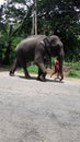  Animal . Tamed elephant walks with mahout along the road .