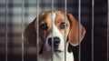 Animal Testing Scared Beagle Dog in Cage. The dog is sitting in a cage. Wire box pets. generative ai Royalty Free Stock Photo