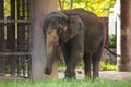 Animal: Thai Elephant Chang, the official national animal of Thailand, is Indian Elephant Asian Elephant. Natural habitat of T Royalty Free Stock Photo