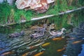 Group of Ducks Swimming in the Pool Royalty Free Stock Photo