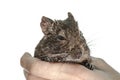 Rodent degu in hand, isolated on white background. Studio shot, close-up. Royalty Free Stock Photo