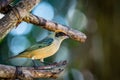 Burnished buff tanager female perched on a branch.