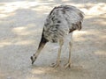 Ostrich Royalty Free Stock Photo