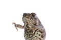 Animal toad