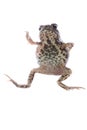 Animal toad frog