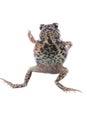 Animal toad frog