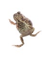 Animal toad frog