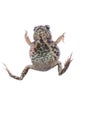 Animal toad frog