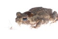 Animal toad look at mosquito bug