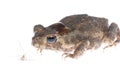 Animal toad look at mosquito bug Royalty Free Stock Photo