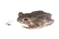 Animal toad look at mosquito bug Royalty Free Stock Photo