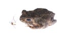 Animal toad look at mosquito bug Royalty Free Stock Photo