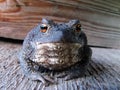 Animal toad vulgaris close up