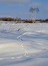 Animal trace on snow
