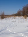 Animal trace on snow