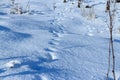 Animal traces in fresh loose snow Royalty Free Stock Photo