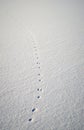 Animal traces in fresh loose snow Royalty Free Stock Photo