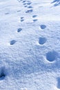 Animal traces in fresh loose snow Royalty Free Stock Photo