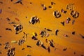 Animal traces in golden mud Royalty Free Stock Photo