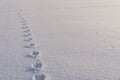 Animal traces left on a smooth surface of snow Royalty Free Stock Photo