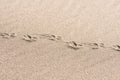 Animal traces in the sand - copy space Royalty Free Stock Photo