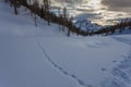 Animal traces in the snow along path in a fir tree forest Royalty Free Stock Photo