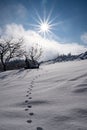 Animal traces in the snow. Sun rays, blue sky, white clouds and silhouette of branches