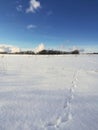 Animal traces in the snow Royalty Free Stock Photo