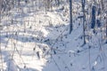 Animal traces in the snow path Royalty Free Stock Photo