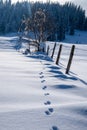 Animal traces in the snow. Silhouette of trees in winterlandscape Royalty Free Stock Photo