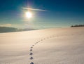 Animal tracks around snow with sun